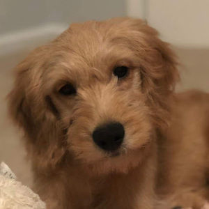 Meet your Posher, Lexi